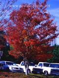 Zelkova serrata